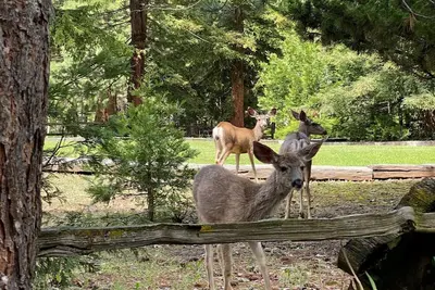 Image de Cute cozy cabin with charm