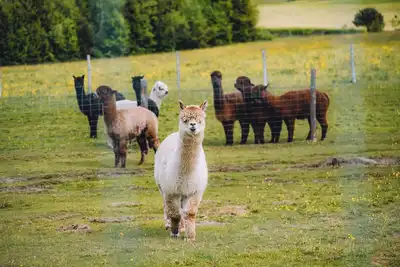 Image de Lindenhof Chalet Spatzennest with its own sauna in the beautiful West Allgäu