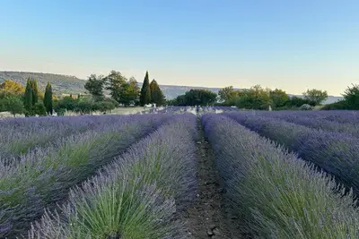 Image de Lavender fields gîte with panoramic Luberon views on private estate near Goult