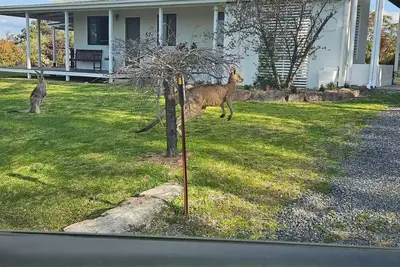 Image de Family Farmside Retreat! Wine, Roos + Pet friendly