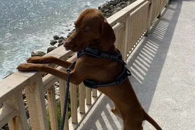 Image de Appartement-Vue sur le canal-Salle de bain privée