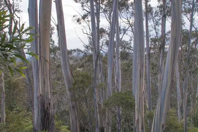 Image de Comfy cottage in beautiful mountain ash bushland, only a short walk to Katoomba