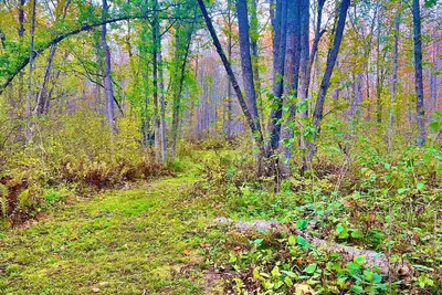 Image de 9 Acres of Secluded Freedom along the Kettle River in Sturgeon Lake, Mn
