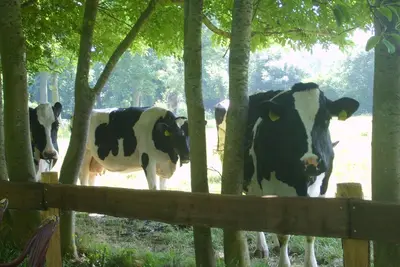 Image de Maison de vacances 'Seestern' avec terrasse privée, jardin commun et Wi-Fi