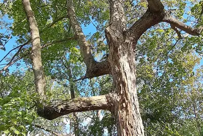 Image de Cozy cabin close to Kinkaid Lake Murphysboro