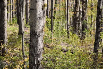 Image de Red Creek Acres - New 3-bedroom house in Cooperstown close to Dreams Park