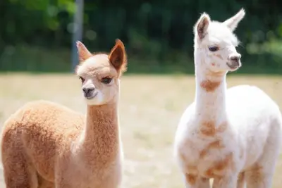 Image de Cozy vacation apartment on the alpaca farm