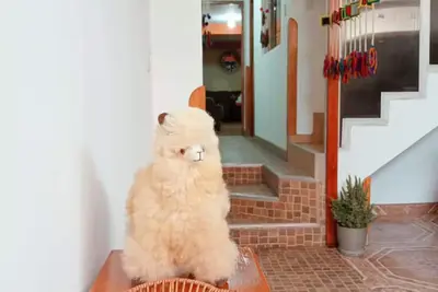 Image de Munay wasi 3 Bedrooms, bathroom and private kitchen