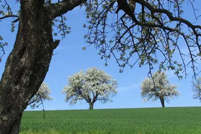 Themed room \"Hirschbirn\" (12) - Pension Cäcilia