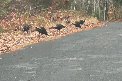 Image de 2 private mountain Rv pads for rent. Full hook ups