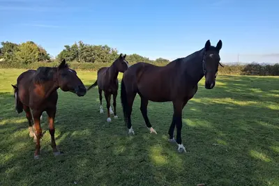 Image de Hebergement calme et verdoyant. au milieux des chevaux.