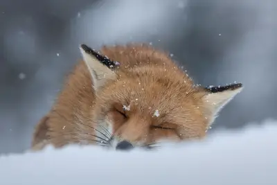 Image de Spacious 4-bedroom apartment in fantastic Chicago with Ac