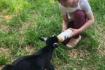 Image de Baby Donkey + Baby Goats + Farm Stay +Balcony