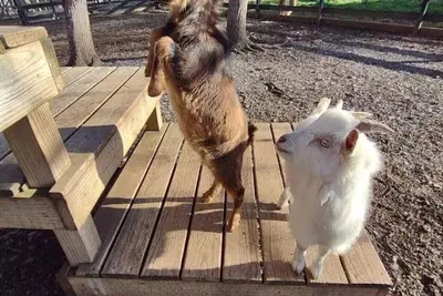 Image de Baby Donkey + Baby Goats + Farm Stay + Balcony