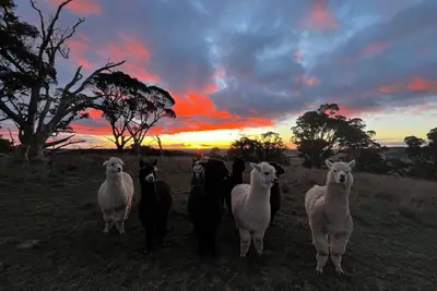 Image de High Country Trail Rides & Farmstay