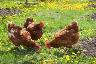 Image de Tradition meets coziness