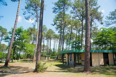 Entre Pins Et OCÉAN