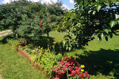 Image de Blossom Cottage - ''Green Energy''