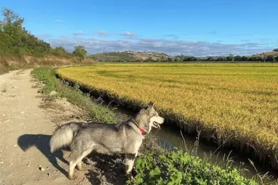 Image de OakTree Villa at Quinta da Bella Vista | Heated Pool, Comfort and Nature