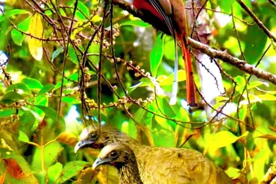 Image de Ecolodge Maruamake-Parque Natural Tairona