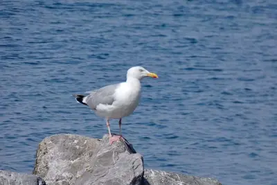 Image de Family-friendly vacation home, attractively furnished, directly on the waterfront