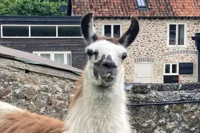 Image de Stay on a Llama Farm! 2-bed cottage with games room near Bath & Wells