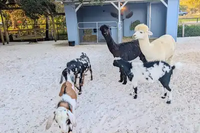 Image de Charming 2-Bedroom Farmhouse Retreat with Friendly Animals, Ac and so much more!