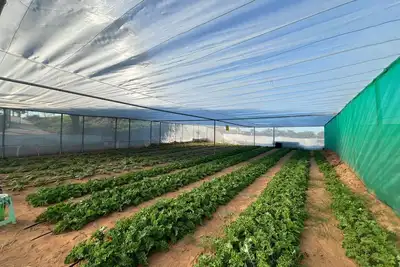 Image de orchid farm resort 3 bhk kids play area pool farm vist