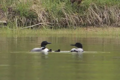 Image de Charming lakeside cottage on beautiful Douglas Lake