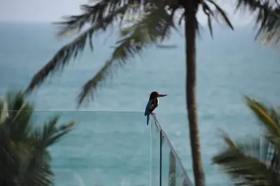Image de Peacock Beach Side Villa