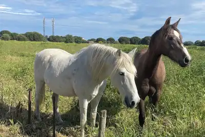 Image de Superbe mobil home spacieux et confortable « au lac des rêves Siblu «