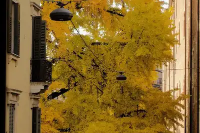 Image de Apartment with a view of two-hundred-year-old Ginko Biloba in the center of Verona