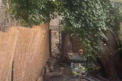 Image de Huge duplex with private back yard in Clinton hill.