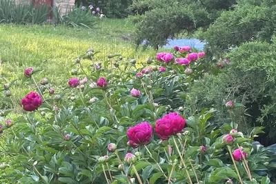 Image de Charming 1-bedroom guesthouse cottage in Merriam, minutes from Kansas City
