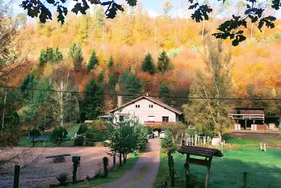 Image de Gîte équestre de la vallée, en pleine forêt, avec ânes
