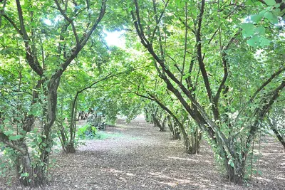 Image de Montecasciano Ortensia