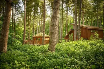 Image de Blackwood Forest Golden Oak Treehouse, Winchester