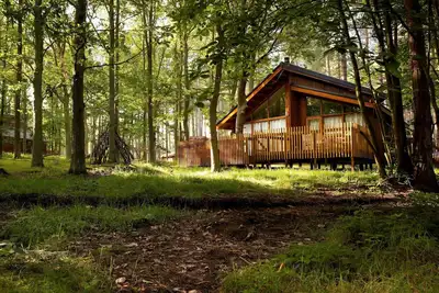 Image de Blackwood Forest Golden Oak, Blackwood Forest