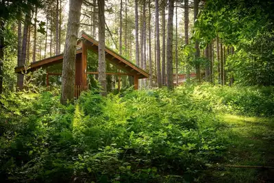 Image de Blackwood Forest Silver Birch, Winchester