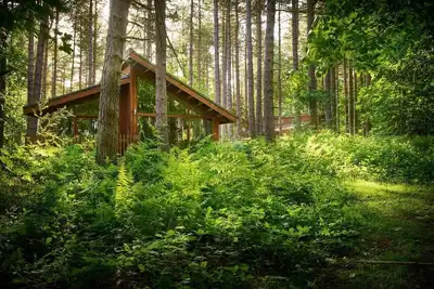 Image de Forest of Dean Woodland - Silver Birch, Coleford