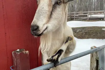 Image de Farm stay with adorable animals, beautiful wooded trails and an inground pool.