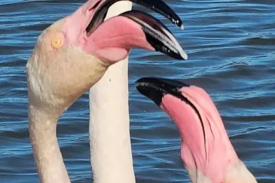 Image de Villa des années 50 sur la presqu'île de Giens. Idéal pour une famille en été!