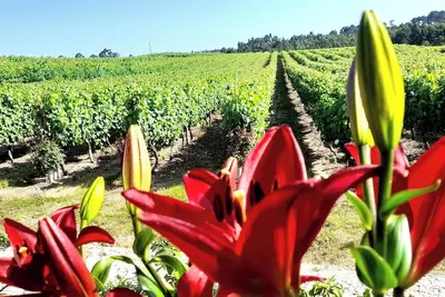 Image de Quinta da Calça - Nature, Vignoble et Rivière à Esposende | Séjour paisible