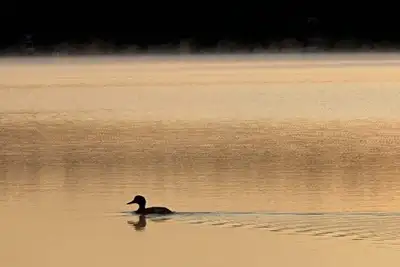 Image de Lakefront 3-bedroom Maine Cabin on Mousam Lake in Acton, Maine.