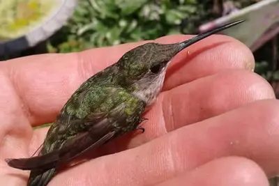 Image de Red Hill Guesthouse One Bedroom two baths 2 Guests