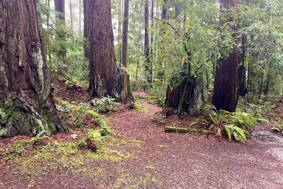 Image de Forest cabin with large deck in private setting - close to beaches and town