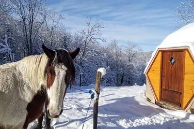 Image de Dôme \"forêt\" _ alpagas et nuits étoilées
