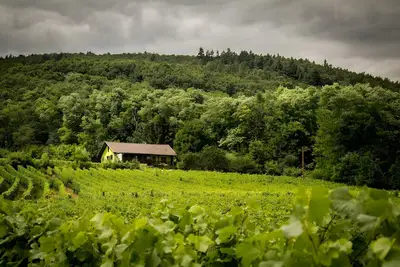 Gîte du Weinbaum en Alsace