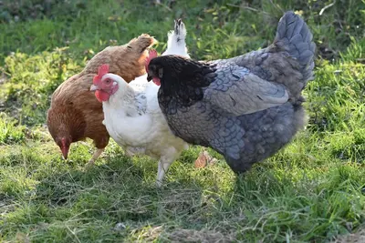 Villa Esméralda nador