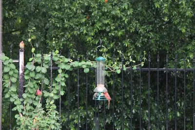 Image de Fifa Lovely 4-bedroom house w/Pool in Arlington perfect for families.